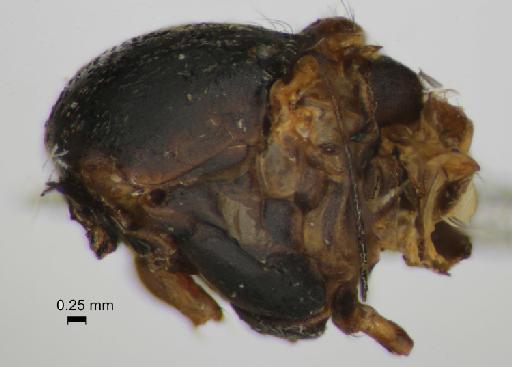 Simulium (Trichodagmia) townsendi species group Orbitale Malloch, 1912 - 010849096_S_towsendi_Paratype_Thorax_lateral view