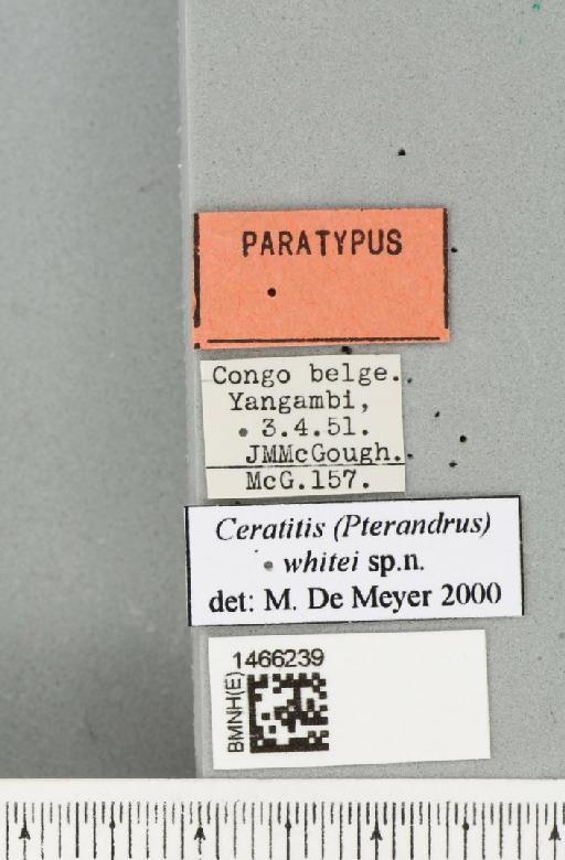 Ceratitis (Pterandrus) whitei De Meyer & Freidberg, 2005 - BMNHE_1466239_label_27028