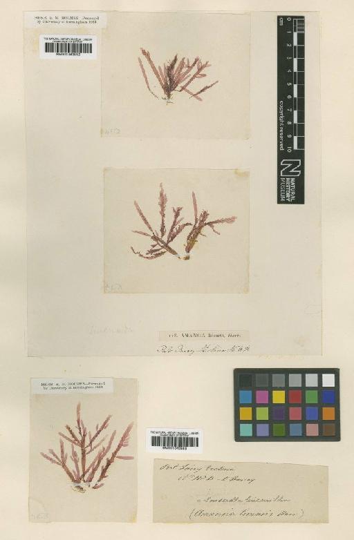 Sonderella linearis (Harv.) F.Schmitz - BM001043852