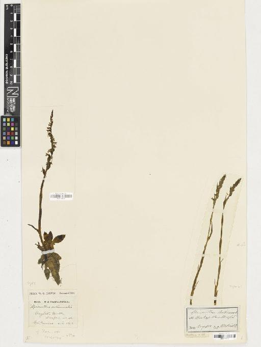 Spiranthes spiralis (L.) Chevall. - BM001164359