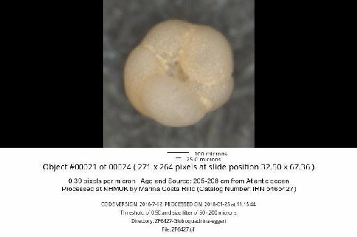 Neogloboquadrina dutertrei (d'Orbigny) - ZF6427-Globoquadrina-eggeri_obj00021_plane000.jpg