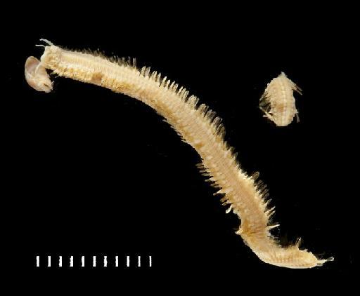 Neohololepidella murrayi Pettibone, 1969 - Polychaete type specimen 1937.9.2.29 dorsal