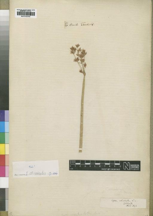 Cyperus articulatus L. - BM000922432