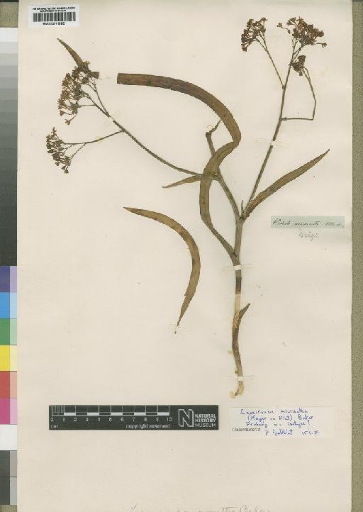 Lapeirousia micrantha Baker - BM000911985