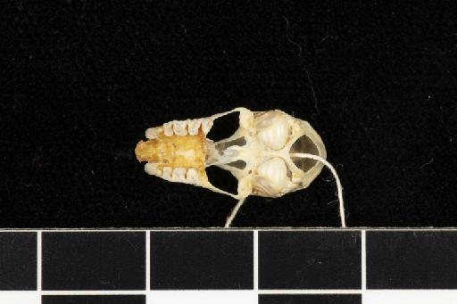 Rhinolophus refulgens cuneatus Andersen,  1918 - 1907_1_9_3-Rhinolophus_refulgens_cuneatus-Holotype-Skull-occlusal