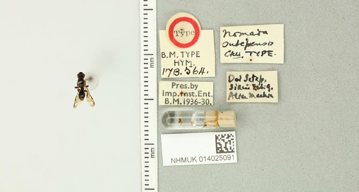 Nomada sutepensis