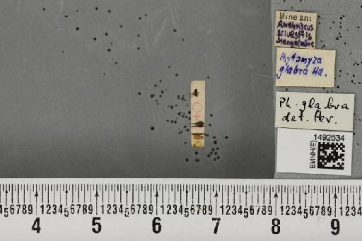 Napomyza glabra (Hendel, 1935) - BMNHE_1492534_a_54255