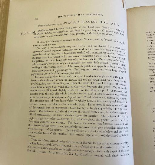 Lagisca magellanica McIntosh, 1885 - Challenger Polychaete Scans of Book 68