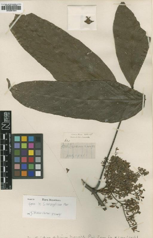 Spatholobus oblongifolius Merr. - BM000946854