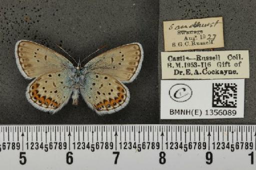 Plebejus argus argus ab. obsoleta Tutt, 1909 - BMNHE_1356089_153705