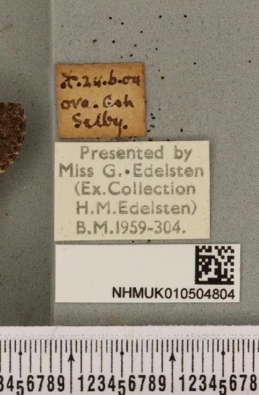 Acronicta menyanthidis menyanthidis (Esper, 1798) - NHMUK_010504804_label_562167