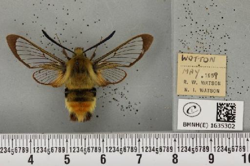 Hemaris tityus (Linnaeus, 1758) - BMNHE_1635302_205305