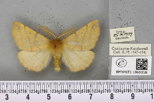 Colotois pennaria (Linnaeus, 1761) - BMNHE_1869058_450436