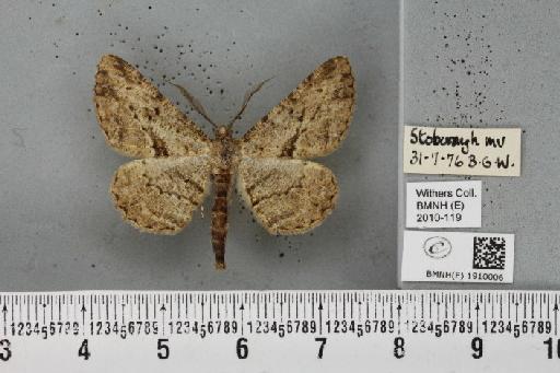 Peribatodes rhomboidaria (Denis & Schiffermüller, 1775) - BMNHE_1910006_469823