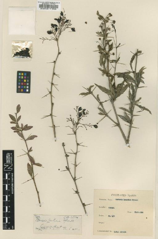 Berberis × leachiana Ahrendt - BM000554811