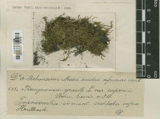 Pterogonium gracile (Hedw.) Sm. - BM000986705