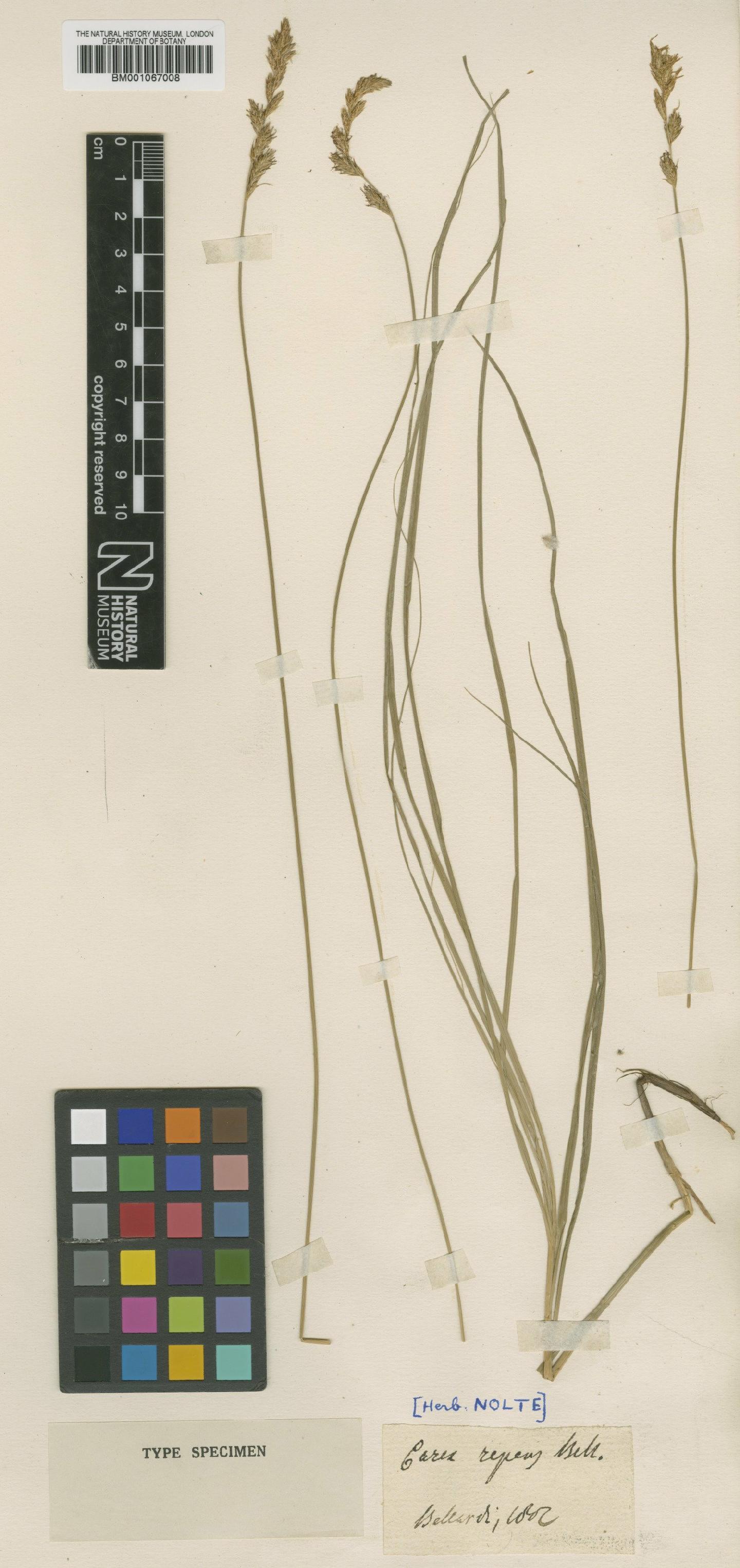 To the Natural History Museum, London (Carex repens Bellardi BM001067008 type 1)