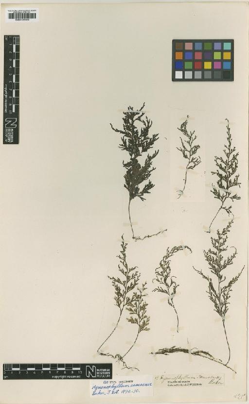 Hymenophyllum samoense Baker - BM001044305