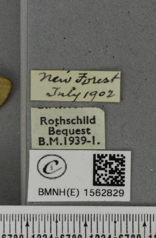 Lithosia quadra (Linnaeus, 1758) - BMNHE_1562829_label_285262