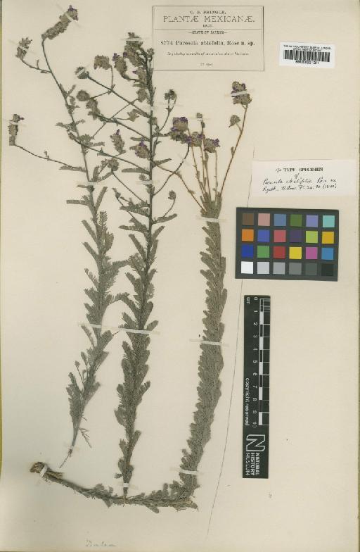 Dalea abietifolia Bullock - BM000931521