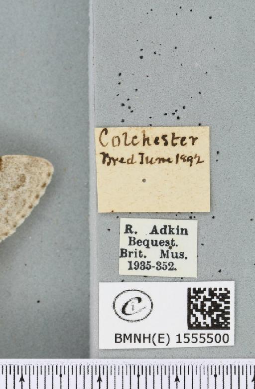 Calliteara pudibunda (Linnaeus, 1758) - BMNHE_1555500_label_254551
