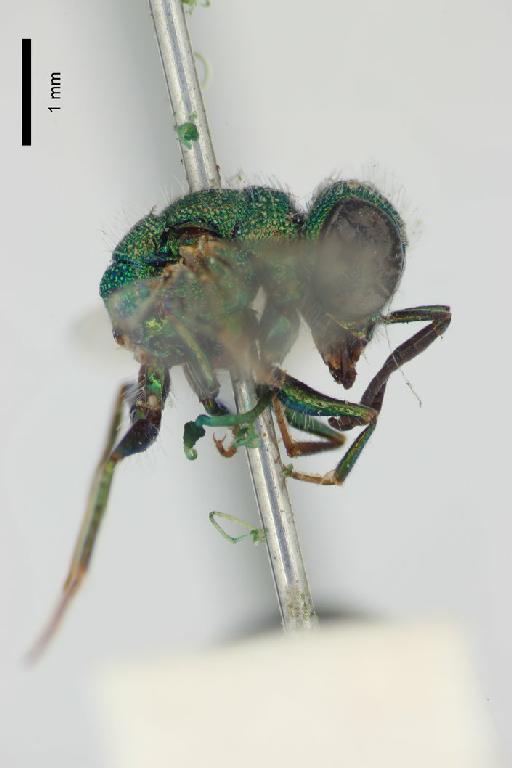 Chrysis hedychroides Bingham, C.T., 1903 - Chrysis_hedychroides-BMNH(E)#970901_type-lateral-2X