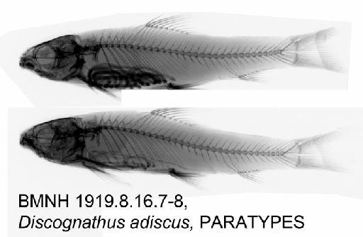 Discognathus adiscus Annandale, 1919 - BMNH 1919.8.16.7-8, Discognathus adiscus, PARATYPES, Radiograph