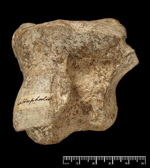 Scelidotherium leptocephalum Owen, 1840 - NHMUK PV M 3588 (7).tif