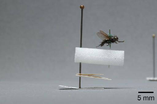 Sarcophaga (Myorhina) nigriventris Meigen, 1826 - 015091914_lateral