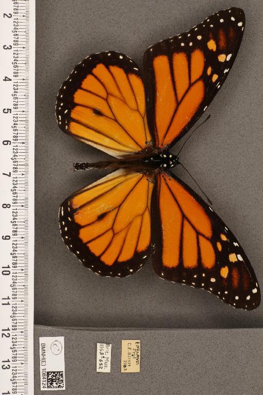 Danaus plexippus (Linnaeus, 1758) - BMNHE_1084124_53264