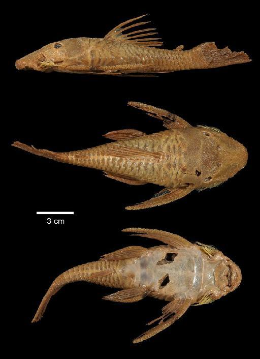 Chaetostomus heteracanthus Günther, 1869 - 1869.5.21.3; Chaetostomus heteracanthus; type; ACSI Project image