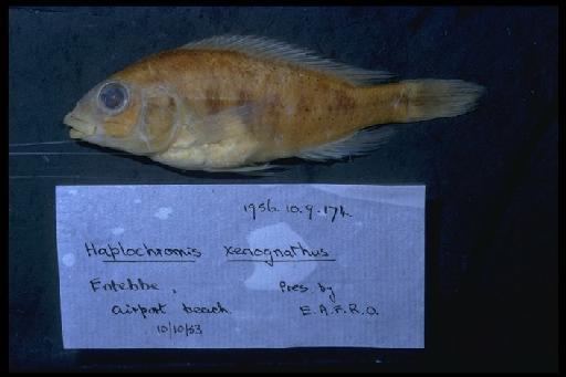 Haplochromis xenognathus Greenwood, 1957 - Haplochromis xenognathus; 1956.10.9.174