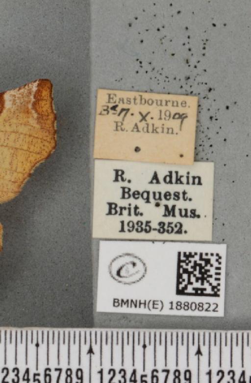 Selenia dentaria (Fabricius, 1775) - BMNHE_1880822_label_445843