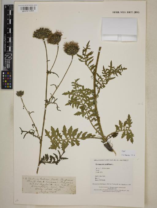 Centaurea scabiosa L. - BM013414958