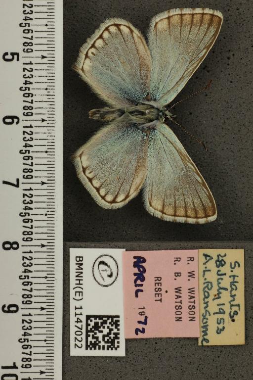 Lysandra coridon ab. ultrafowleri Bright & Leeds, 1938 - BMNHE_1147022_100931
