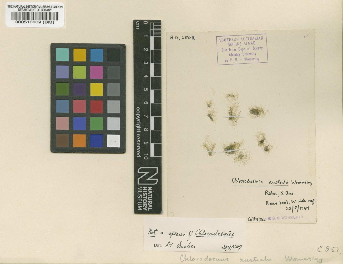 To NHMUK collection (Pseudochlorodesmis australis (Womersley) Womersley; Type; NHMUK:ecatalogue:4830065)