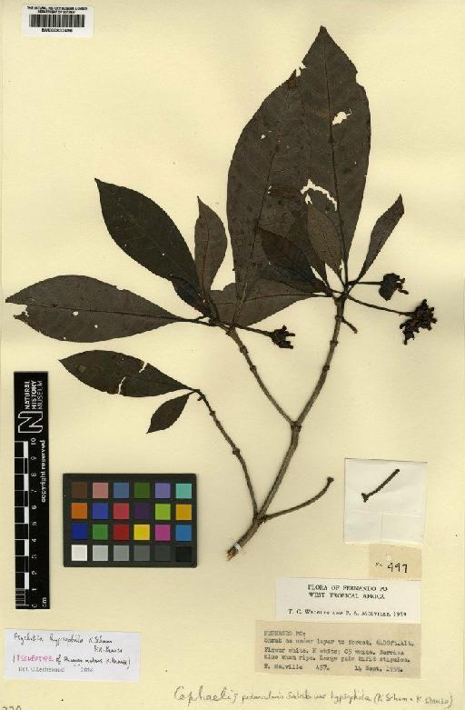 Psychotria hypsophila K.Schum. & K.Krause - BM000832496