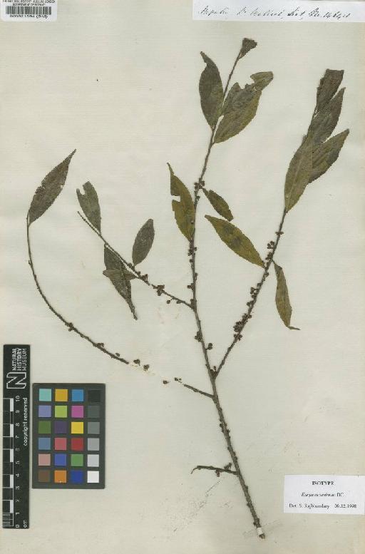 Eurya acuminata DC. - BM000521694