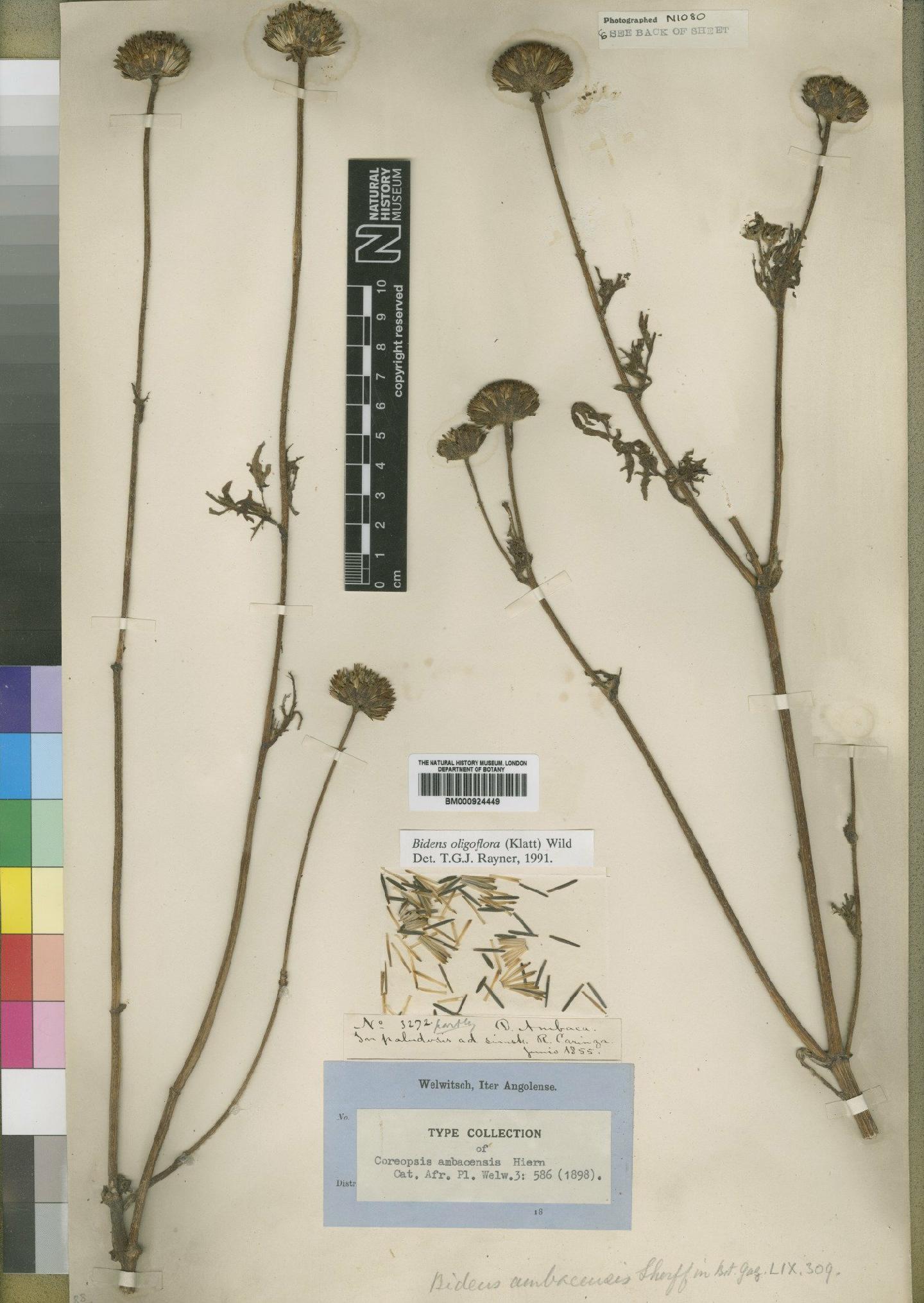 To NHMUK collection (Bidens oligoflora (Klatt) Wild; Type; NHMUK:ecatalogue:4529477)