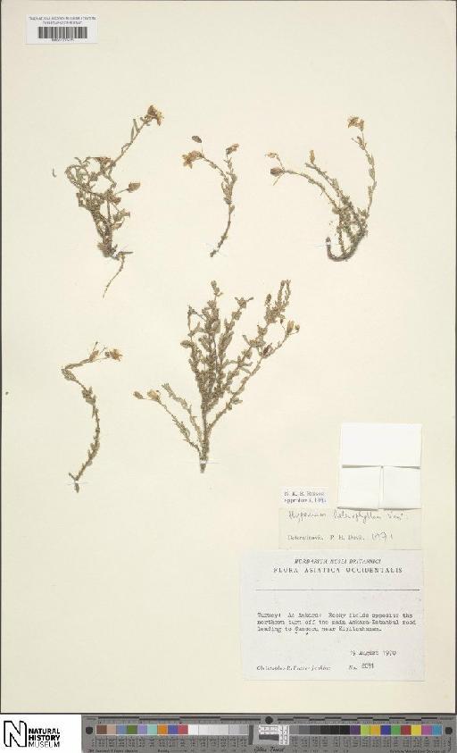 Hypericum heterophyllum Vent. - BM001202415