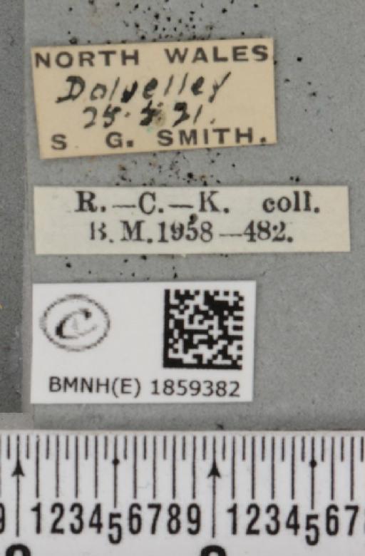 Pseudopanthera macularia ab. parvipunctaria Cockayne, 1950 - BMNHE_1859382_label_429738