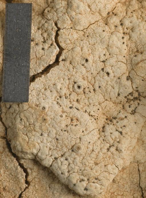 Lichenostigma rugosa Thor - BM000975127_a