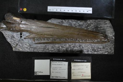 Ichthyosaurus De la Beche & Conybeare, 1821 - 010020239_L010040054