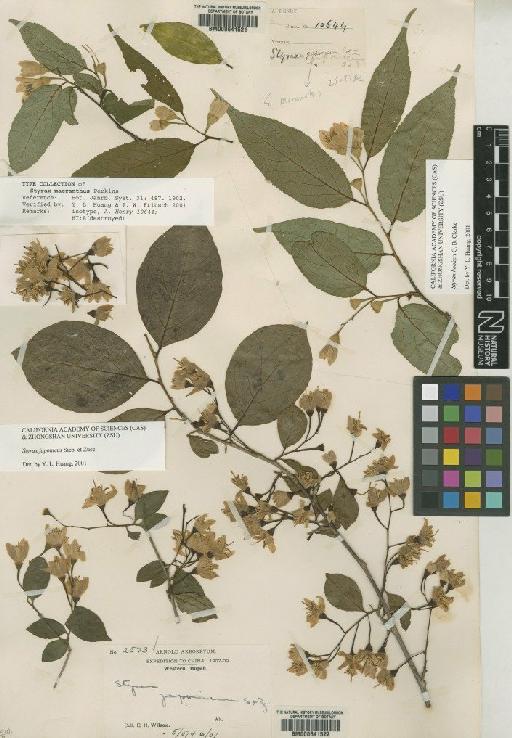 Styrax hookeri C.B.Clarke - BM000641521