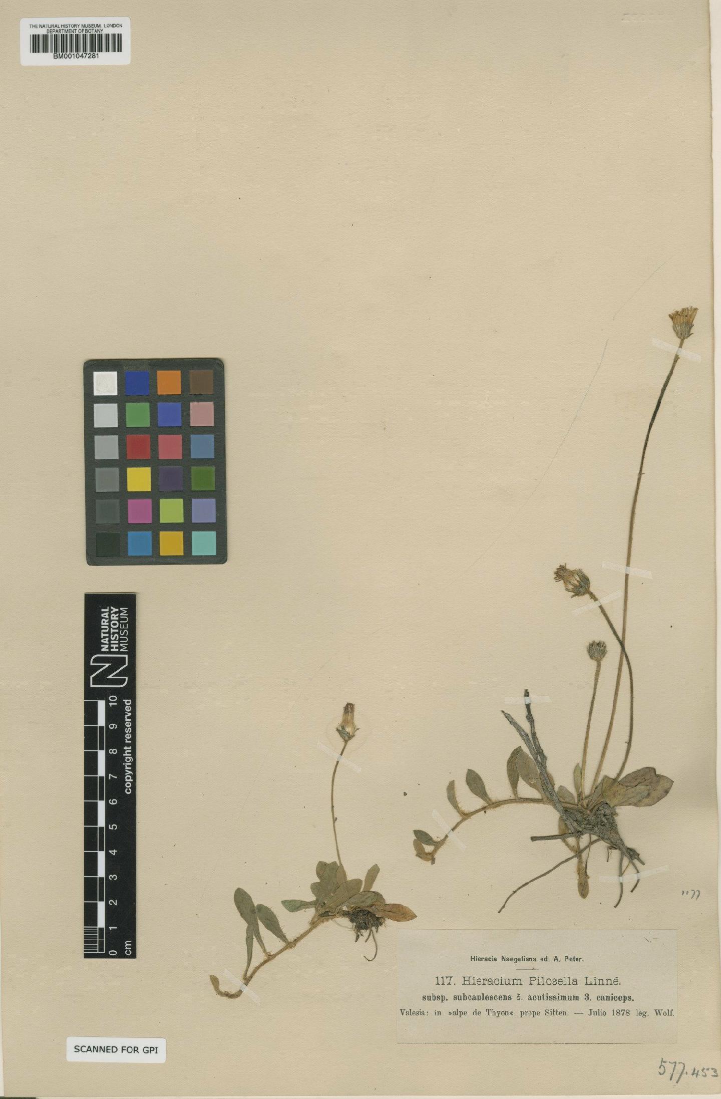 To NHMUK collection (Hieracium pilosella subsp. acuminatissimum Zahn; NHMUK:ecatalogue:2757333)