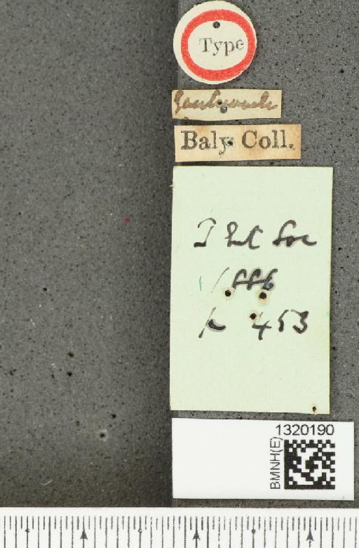 Diabrotica albosignata Baly, 1886 - BMNHE_1320190_a_label_18038