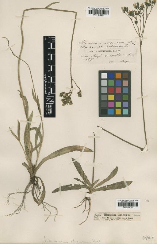 Hieracium florentinum subsp. obscurum Rchb. - BM001047937