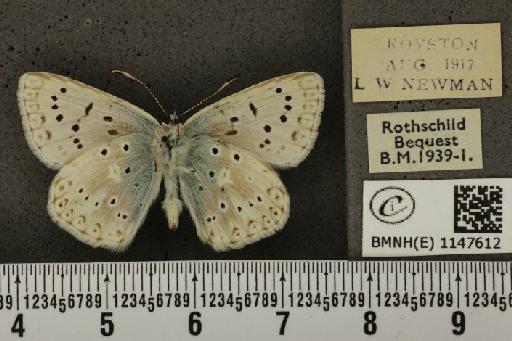 Lysandra coridon ab. pallida Tutt, 1910 - BMNHE_1147612_101067