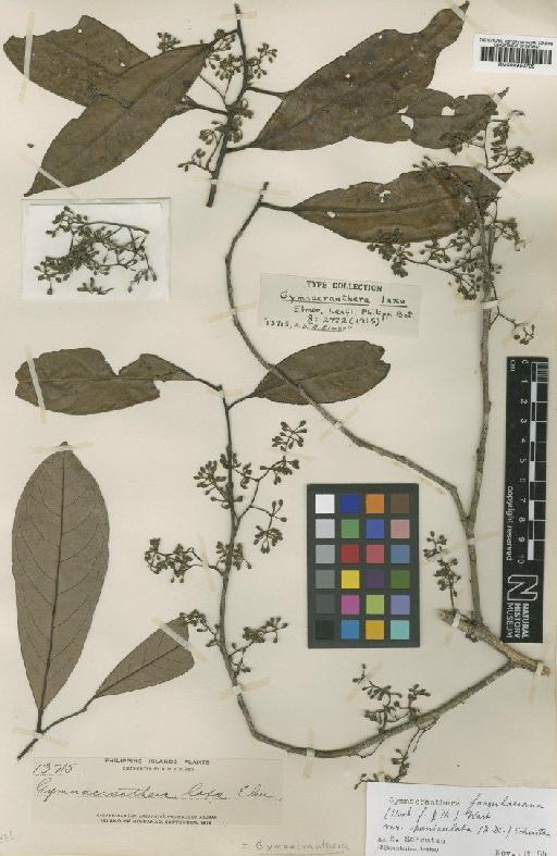 Gymnacranthera farquhariana var. paniculata (A.DC.) R.T.A.Schouten - BM000950723