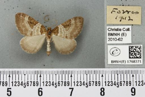 Plemyria rubiginata plumbata (Curtis, 1837) - BMNHE_1768371_357018